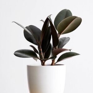 Peperomia obtusifolia