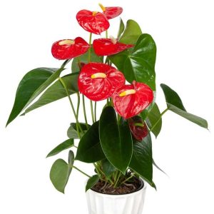 Anthurium/Flamingo flower