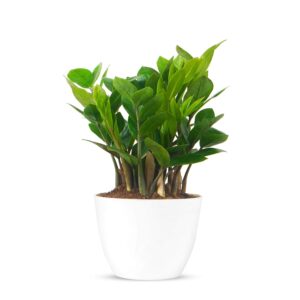 ZZ PLANT