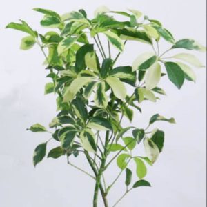 Schefflera