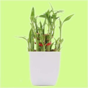 Lucky-Bamboo