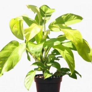 Philodendron Ceylon