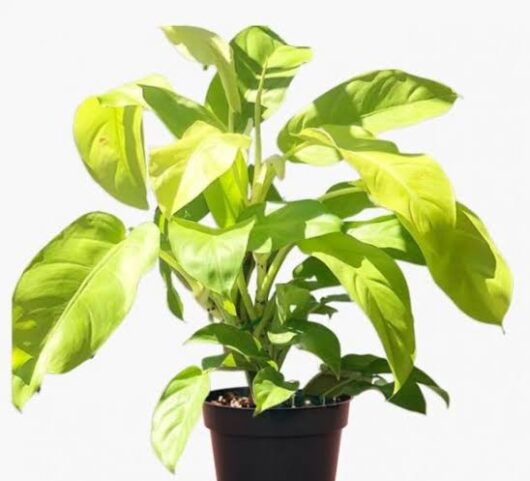 Philodendron Ceylon