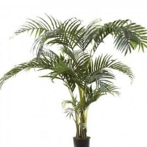 Kentia palm