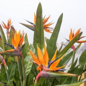 Crane Flower/Bird of Paradise Plant