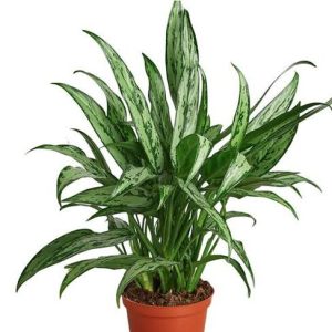 Chinese evergreen Plant
