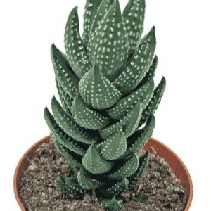 Haworthia Coarctata