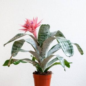 Urn/Silver vase Plant