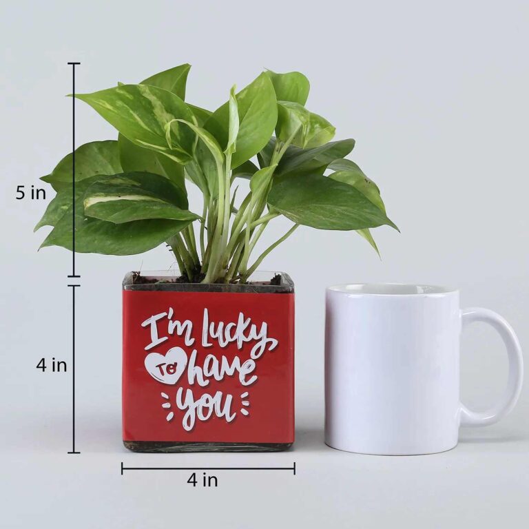 Money Plant In Lucky To Have You Glass Pot - Image 3