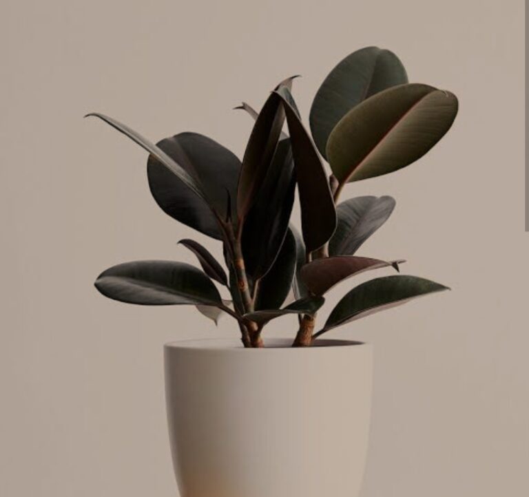 Peperomia obtusifolia