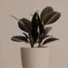 Peperomia obtusifolia