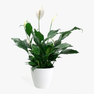Peace Lily Plant