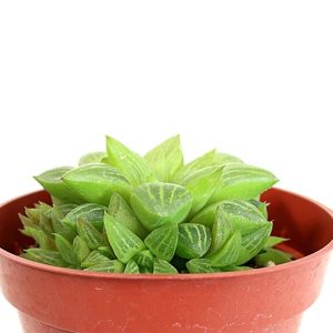 Windowpane/Hawarothia turgida Plant