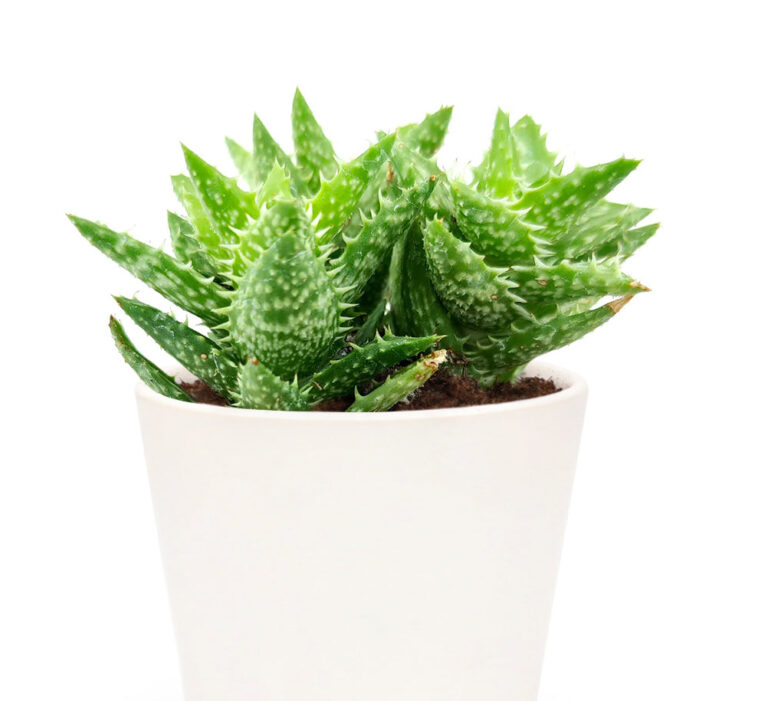 Tiger Tooth Aloe Plant