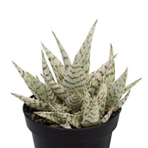 Aloe Blizzard