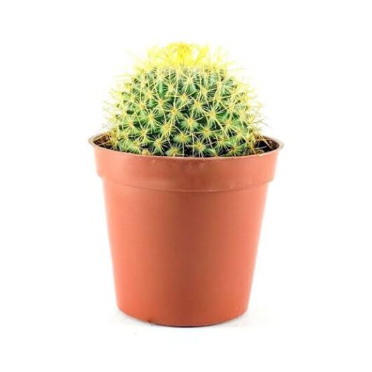 Notocactus