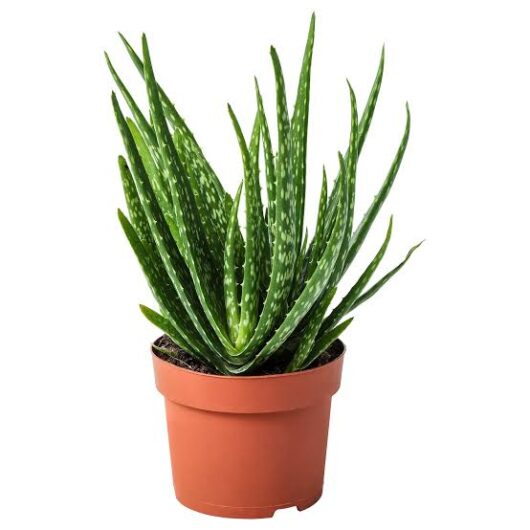 Aloe vera